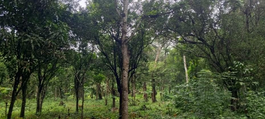 Agroforestry plot with mixed tree and crop cover